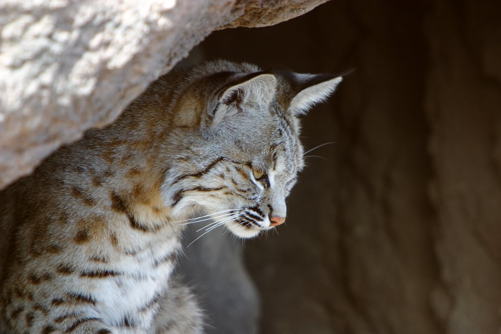 Close portrait of a bobcat showing the facial ruff, short black ear tufts and barred cheek fur