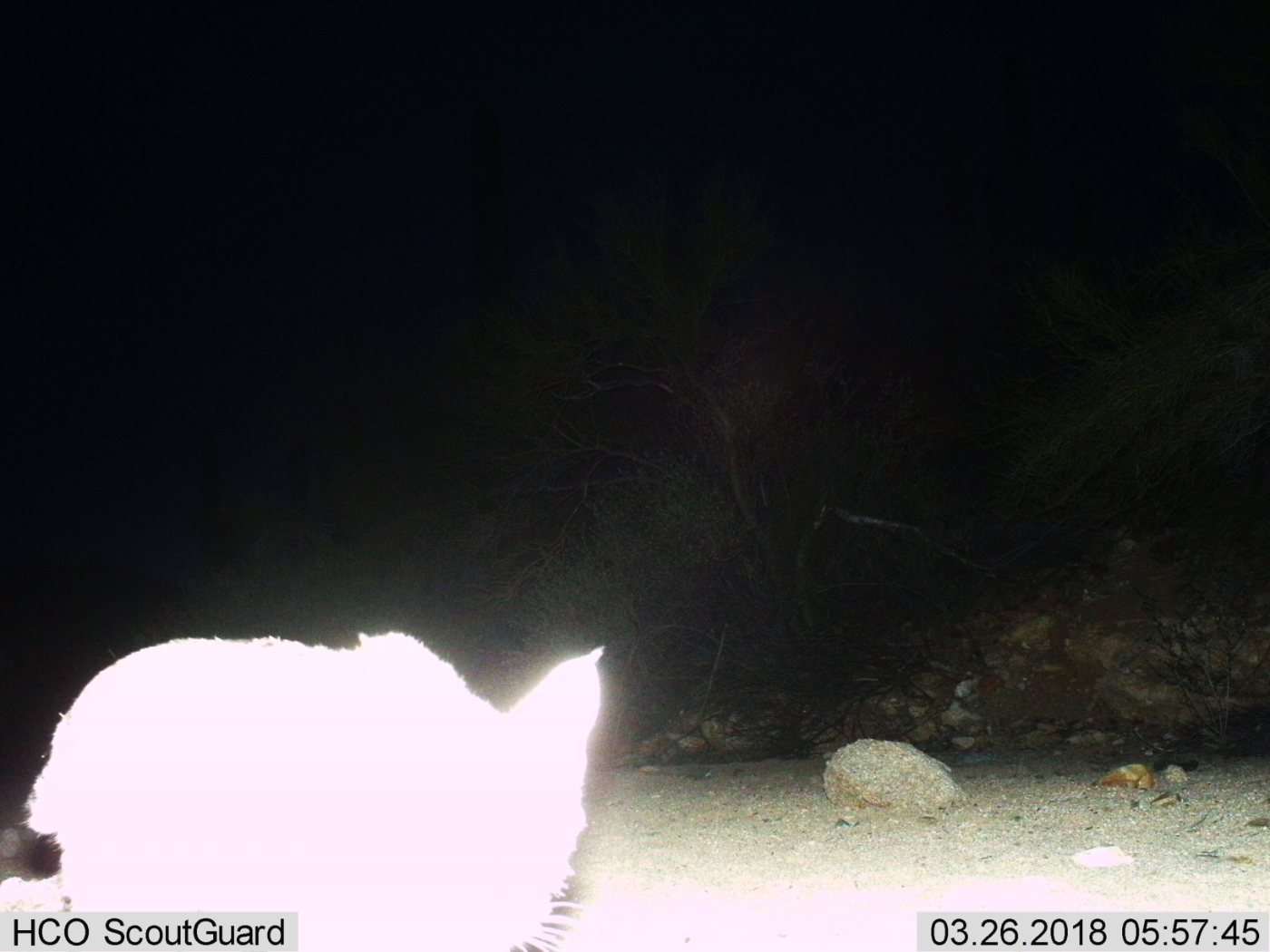 A bobcat walking through desert scrub in Saguaro National Park