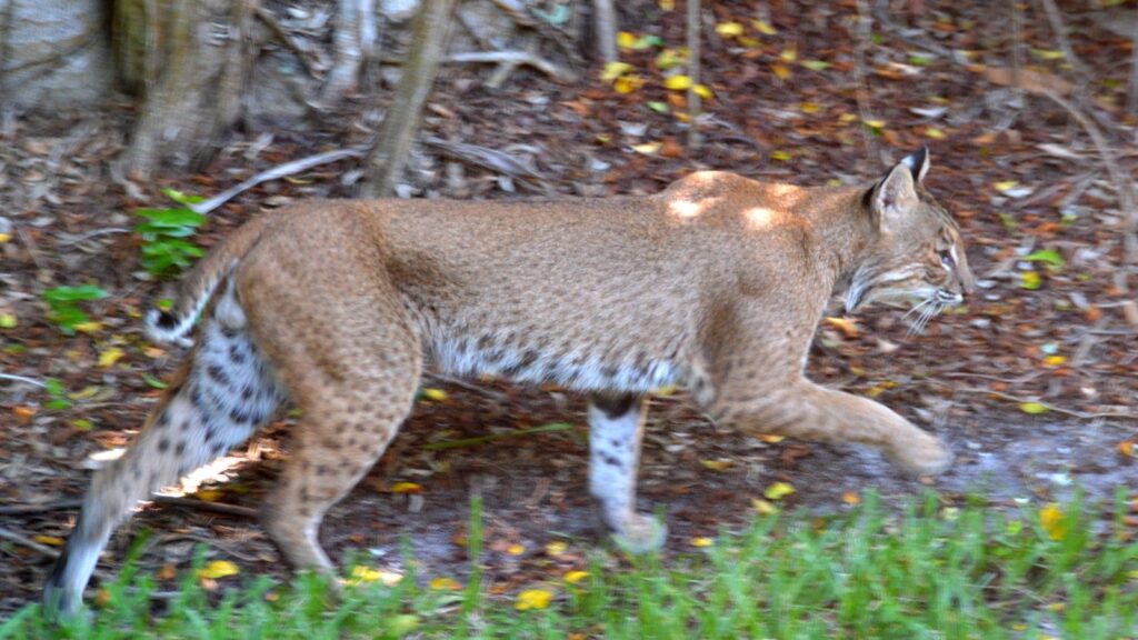 Bobcat Size and Comparison: How Big Is A Bobcat? 11 Bobcat