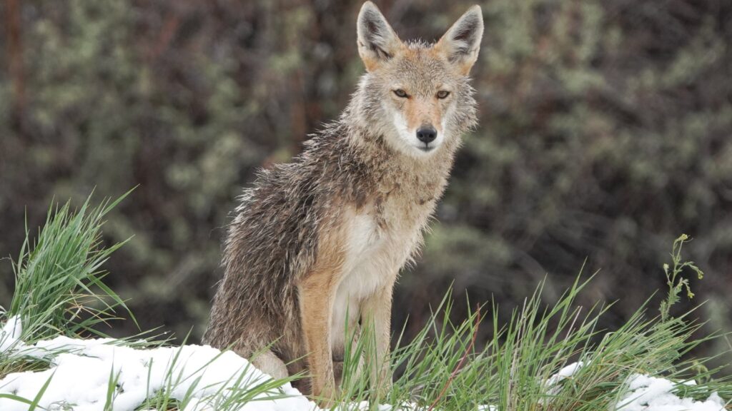 Coyote