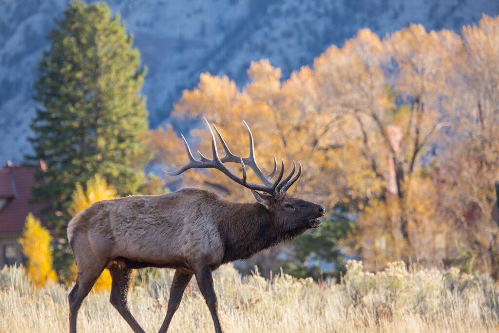 Wildlife in the USA: Where and When to See 52 Animals 2 Bull elk bugling in autumn at Mammoth Hot Springs in Yellowstone National Park