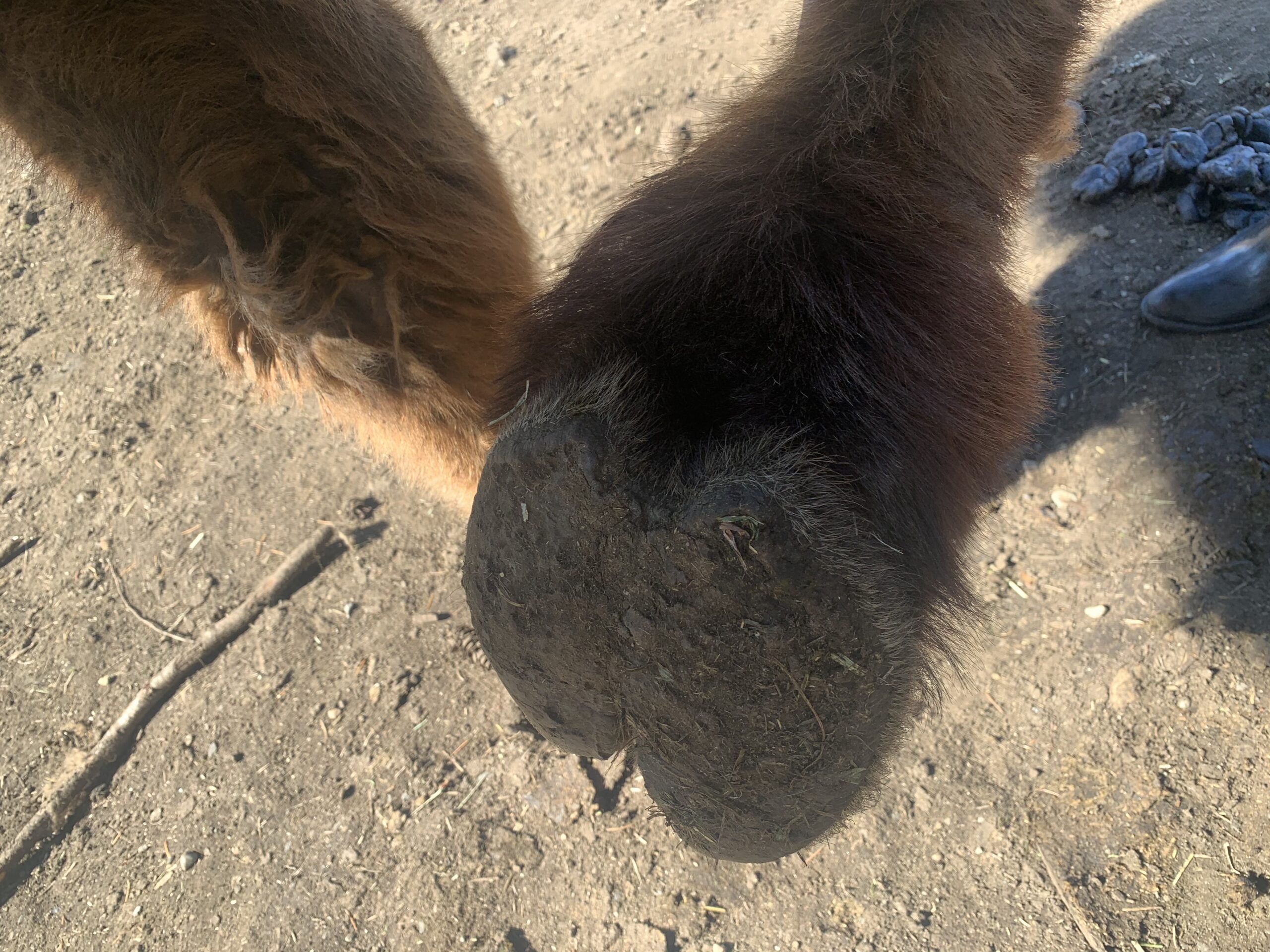 Underside of a camel foot showing the broad elastic pad and two toes