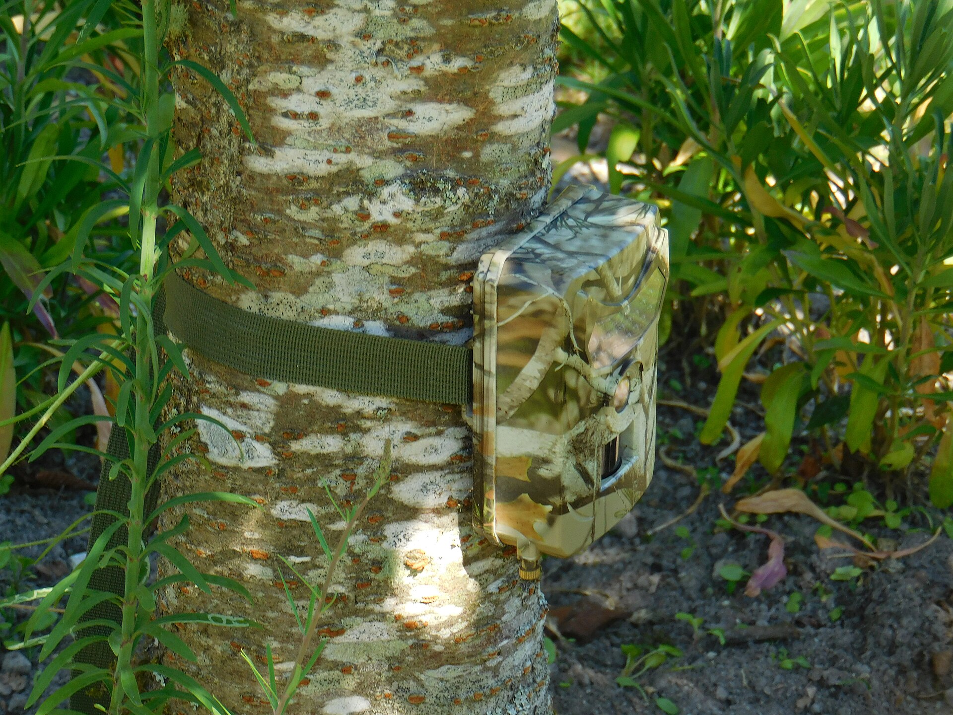 What tools do ecologists use? 26 Camera trap strapped to a tree trunk to record wildlife passing on a trail