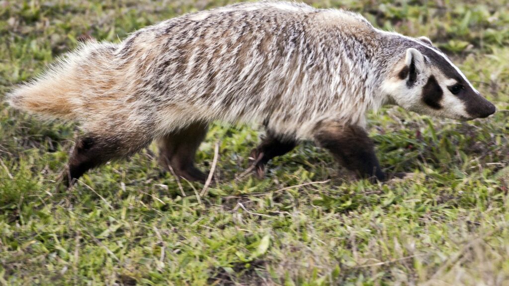 American badger