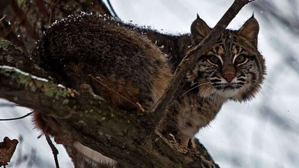 Bobcat in a tree