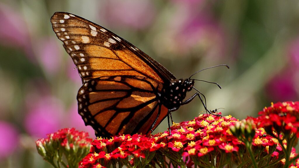 Monarch butterfly wings