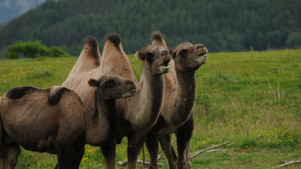 Bactrian camels with two humps