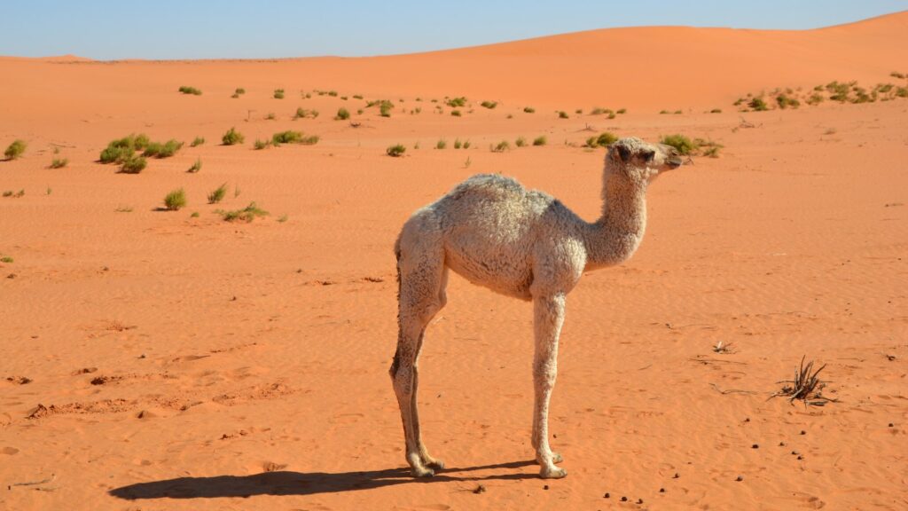 Can Camels Jump? Yes, But Only for a Split Second 1 Dromedary camel in the desert