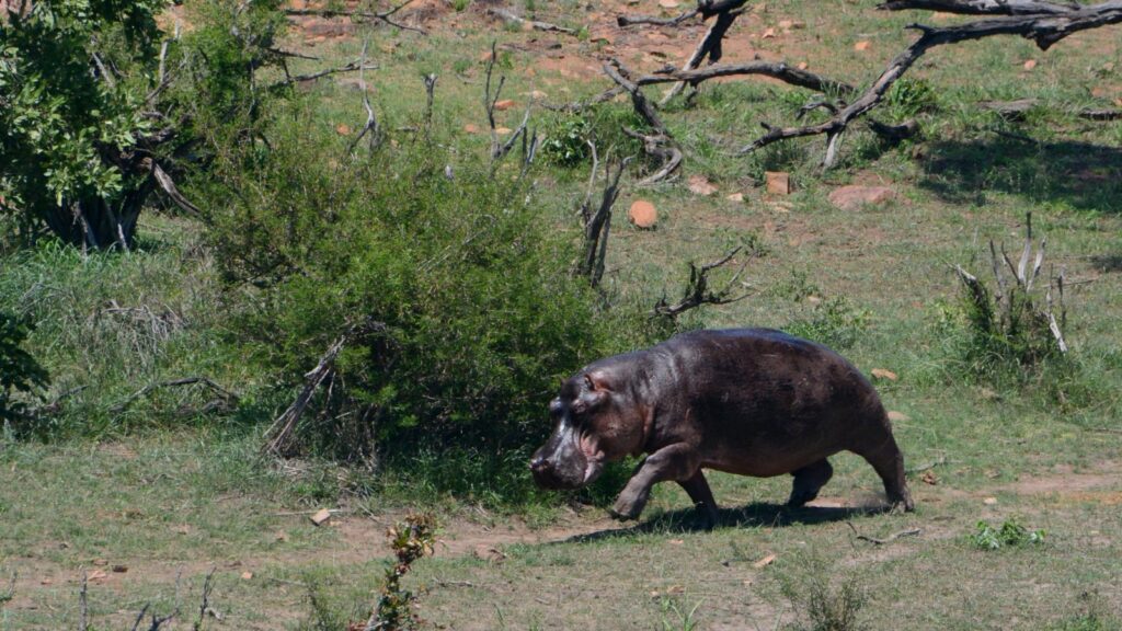 Can Hippos Jump 16 Hippopotamus running
