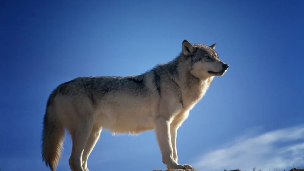 Grey wolf standing on a ridge against blue sky with its muzzle lifted