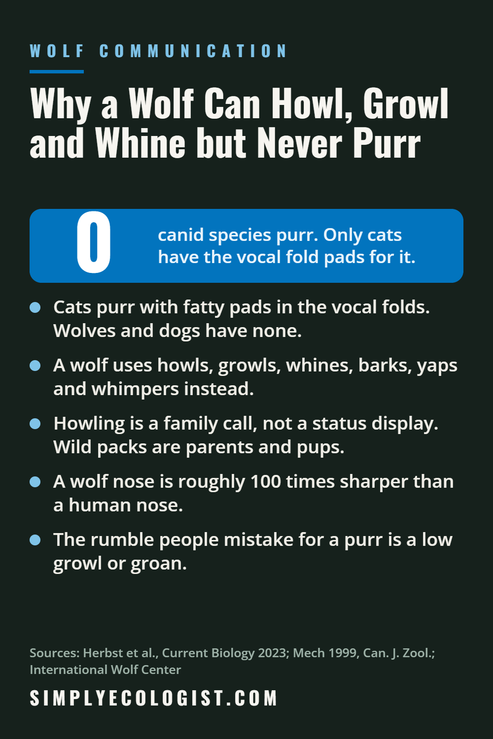 Can Wolves Purr? What That Rumbling Sound Really Is 8 Why a wolf can howl, growl and whine but never purr: no canid species purrs because only cats have the vocal fold pads that make purring possible