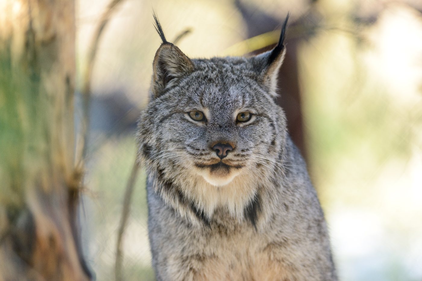 A Canada lynx showing long ear tufts, heavy facial ruff and oversized paws