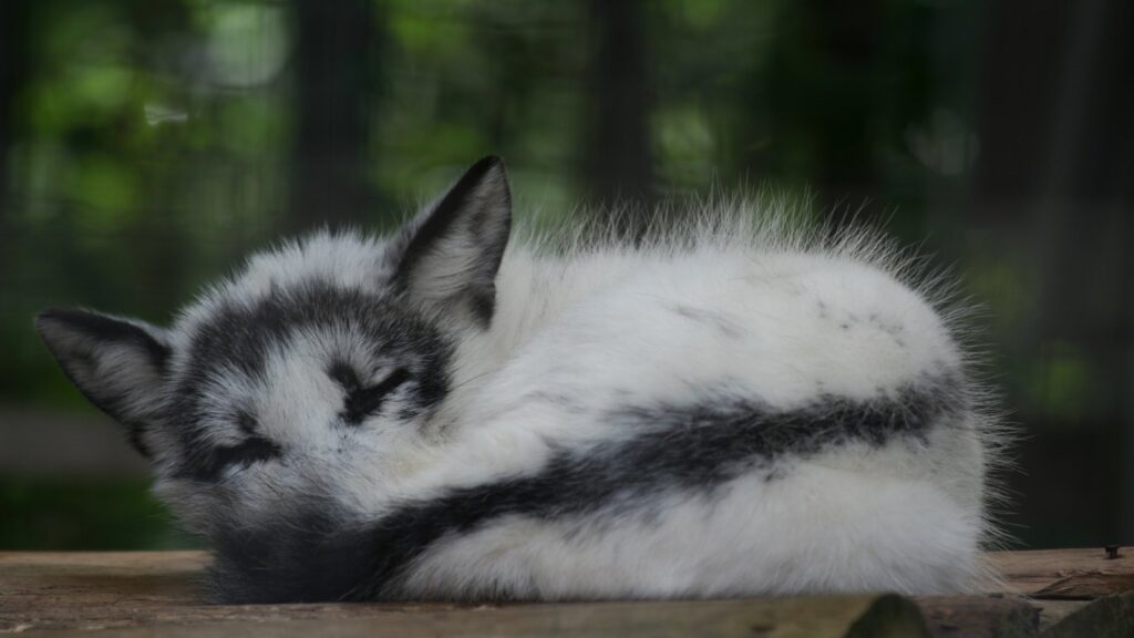 Marble fox