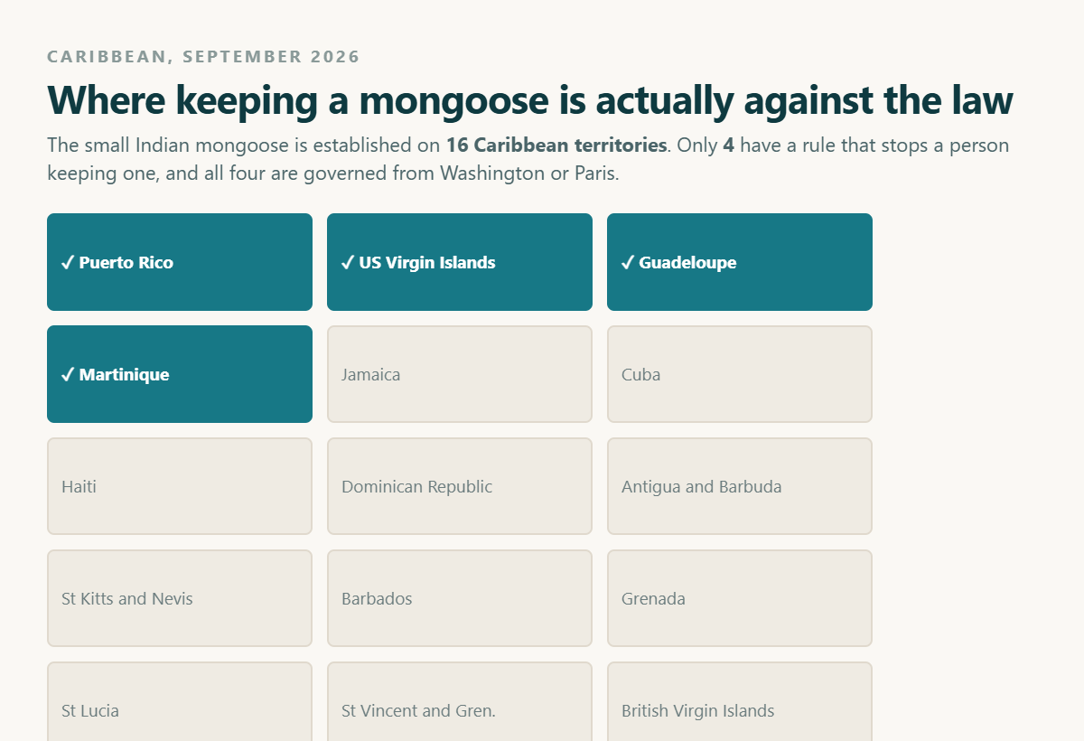 Can You Have a Mongoose as a Pet? Why the Jamaica Trend Worries Ecologists 9 Chart of the sixteen Caribbean territories where the small Indian mongoose is established, showing that only four of them, Puerto Rico, the US Virgin Islands, Guadeloupe and Martinique, have a rule prohibiting a person from keeping one