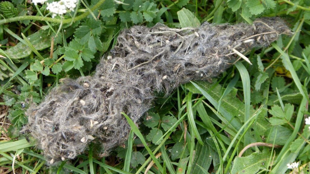 Fox scat