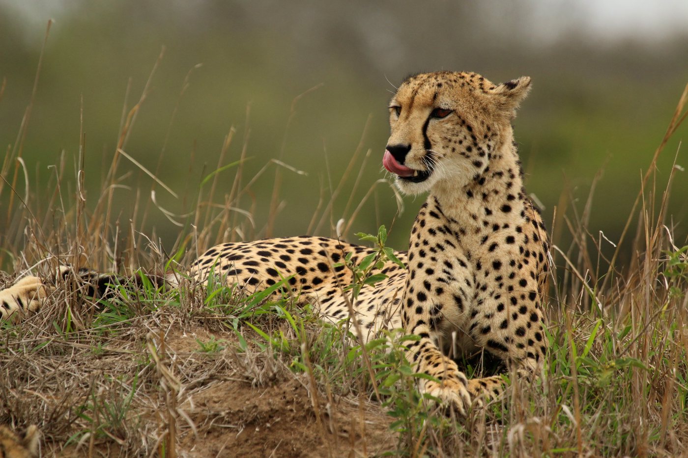 Cheetahs 1 An adult female cheetah standing alert on open savanna, showing the deep chest, long legs and small head