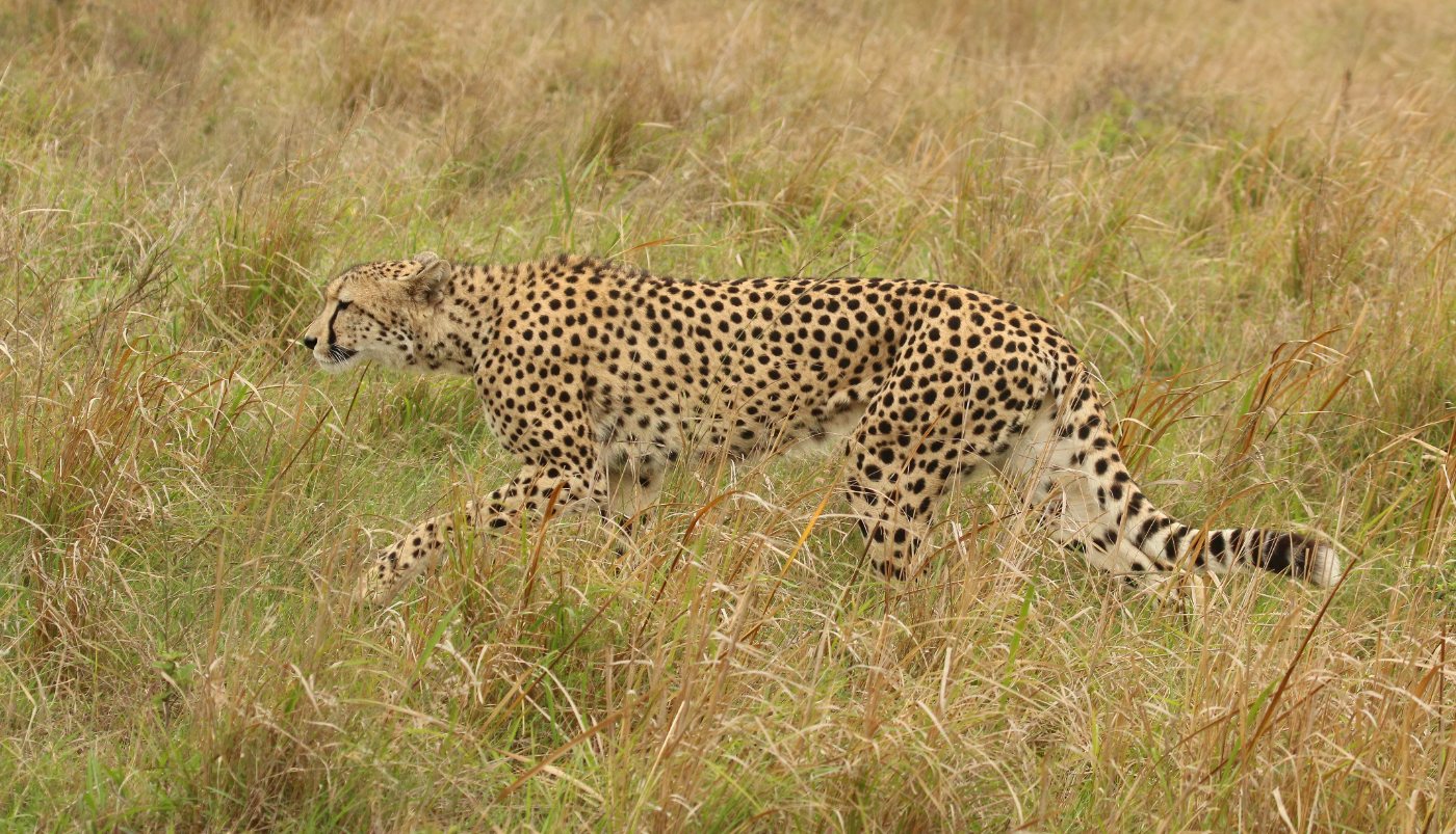 Cheetahs 3 A cheetah panting heavily on open ground immediately after a hunting chase