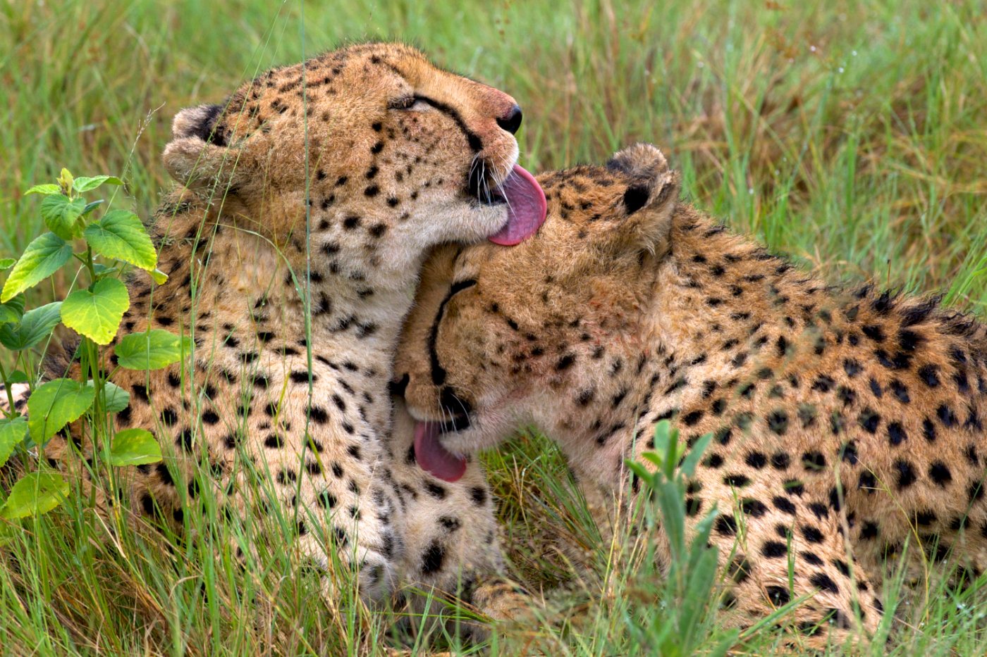 Cheetahs 6 Two male cheetahs resting side by side as a coalition