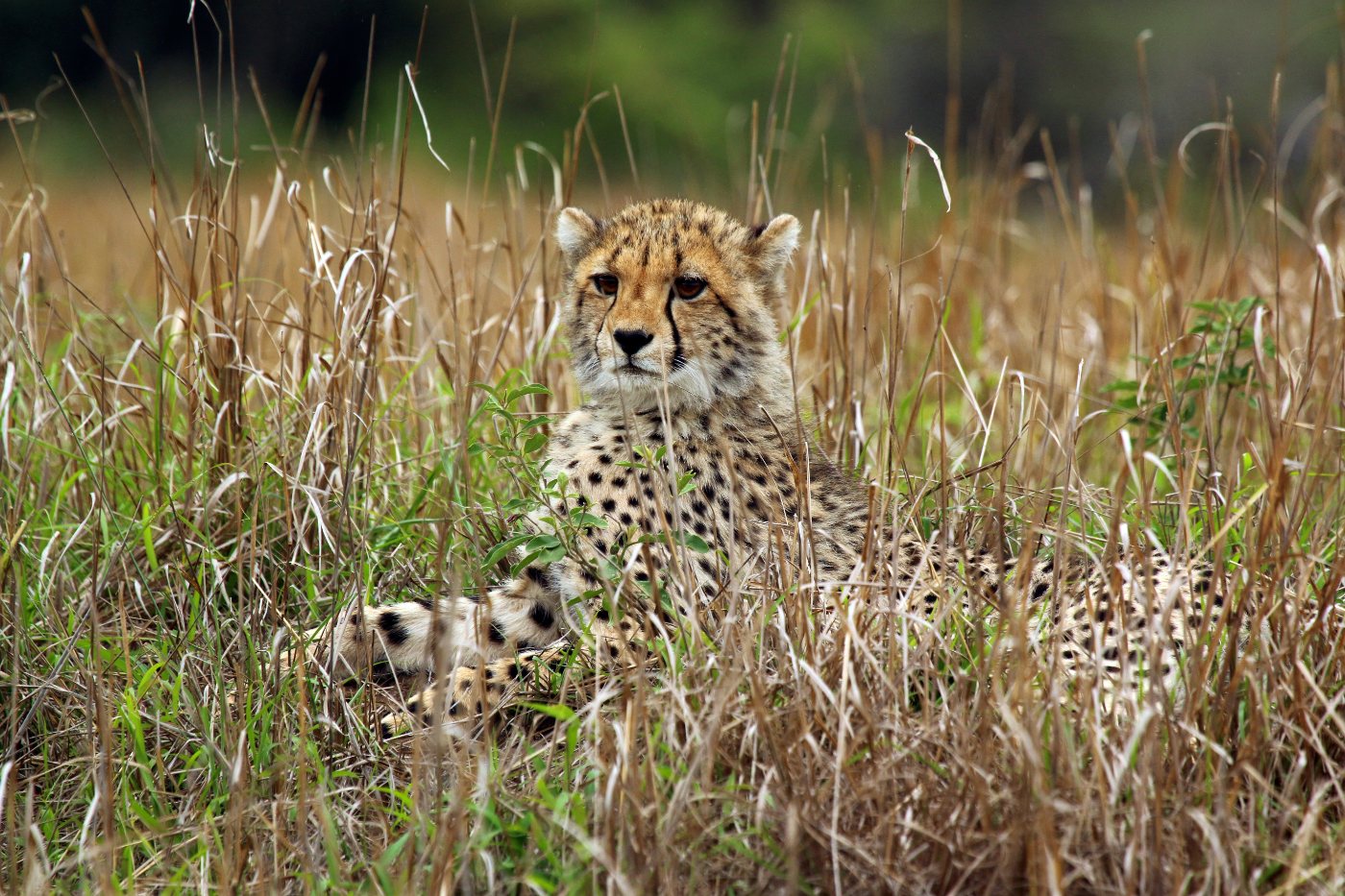 Cheetahs 5 A young cheetah cub with the pale mantle of long fur along its back