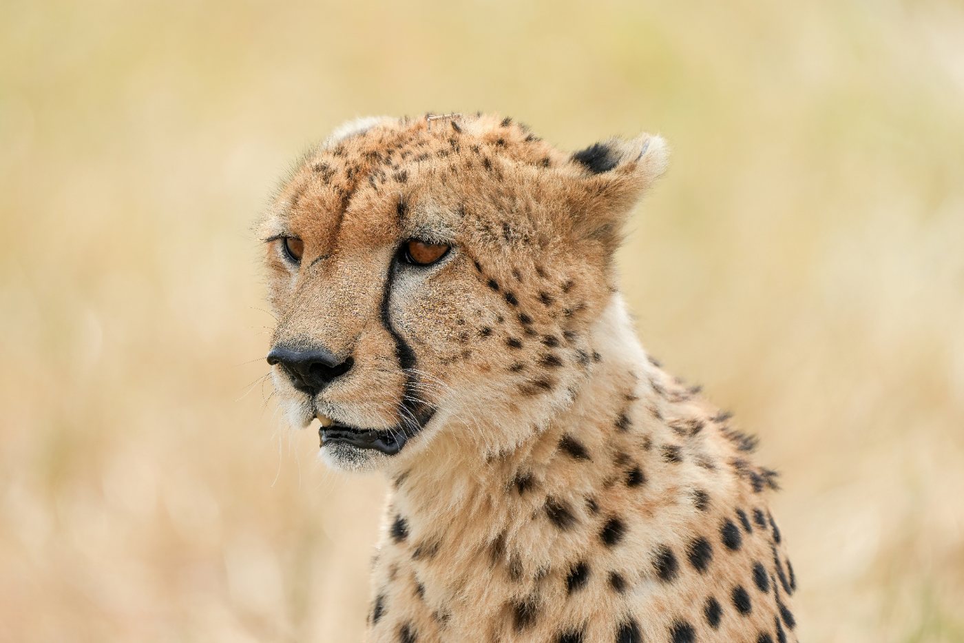 Cheetahs 2 Close portrait of a cheetah showing the black tear lines running from the eyes to the mouth