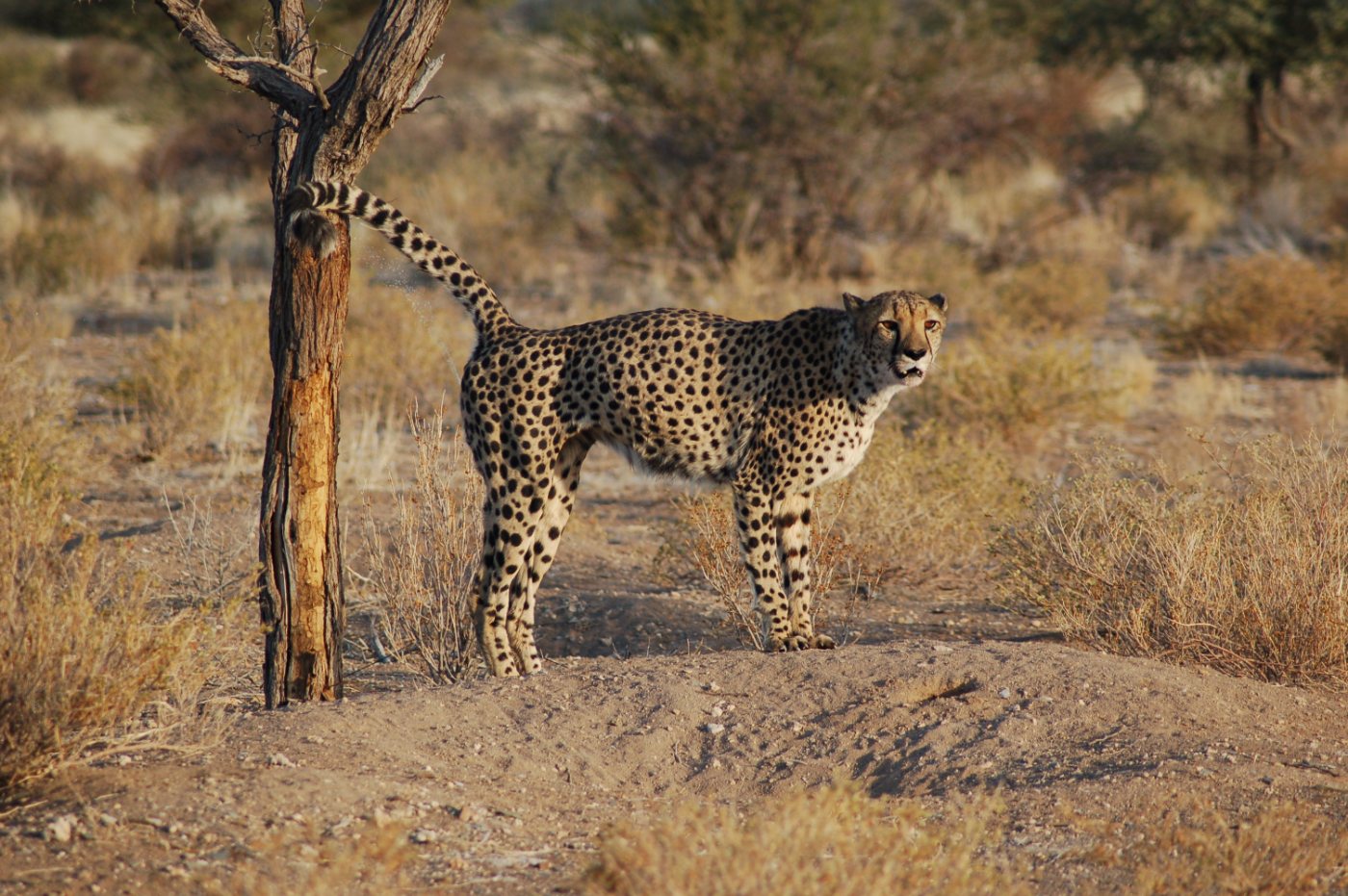 Cheetahs 4 A cheetah walking across open arid country in southern Namibia