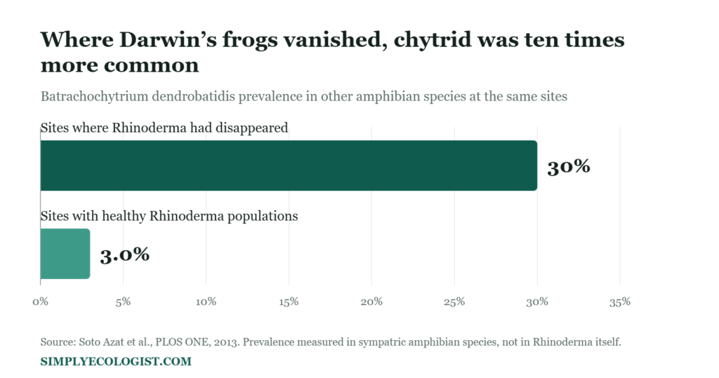 Darwin's Frog (Rhinoderma darwinii): The Frog That Raises Its Young in Its Mouth 21 Bar chart showing chytrid fungus prevalence of 30 percent in amphibians at sites where Rhinoderma disappeared compared with 3 percent at sites with healthy populations