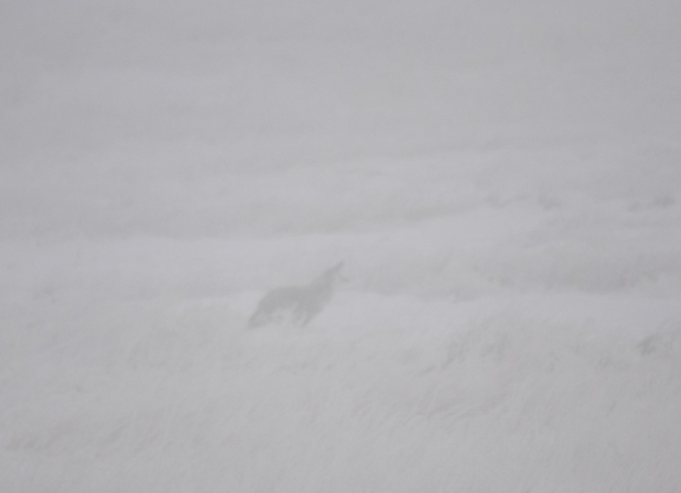 Coyotes 7 Coyote howling in fog at Seedskadee National Wildlife Refuge