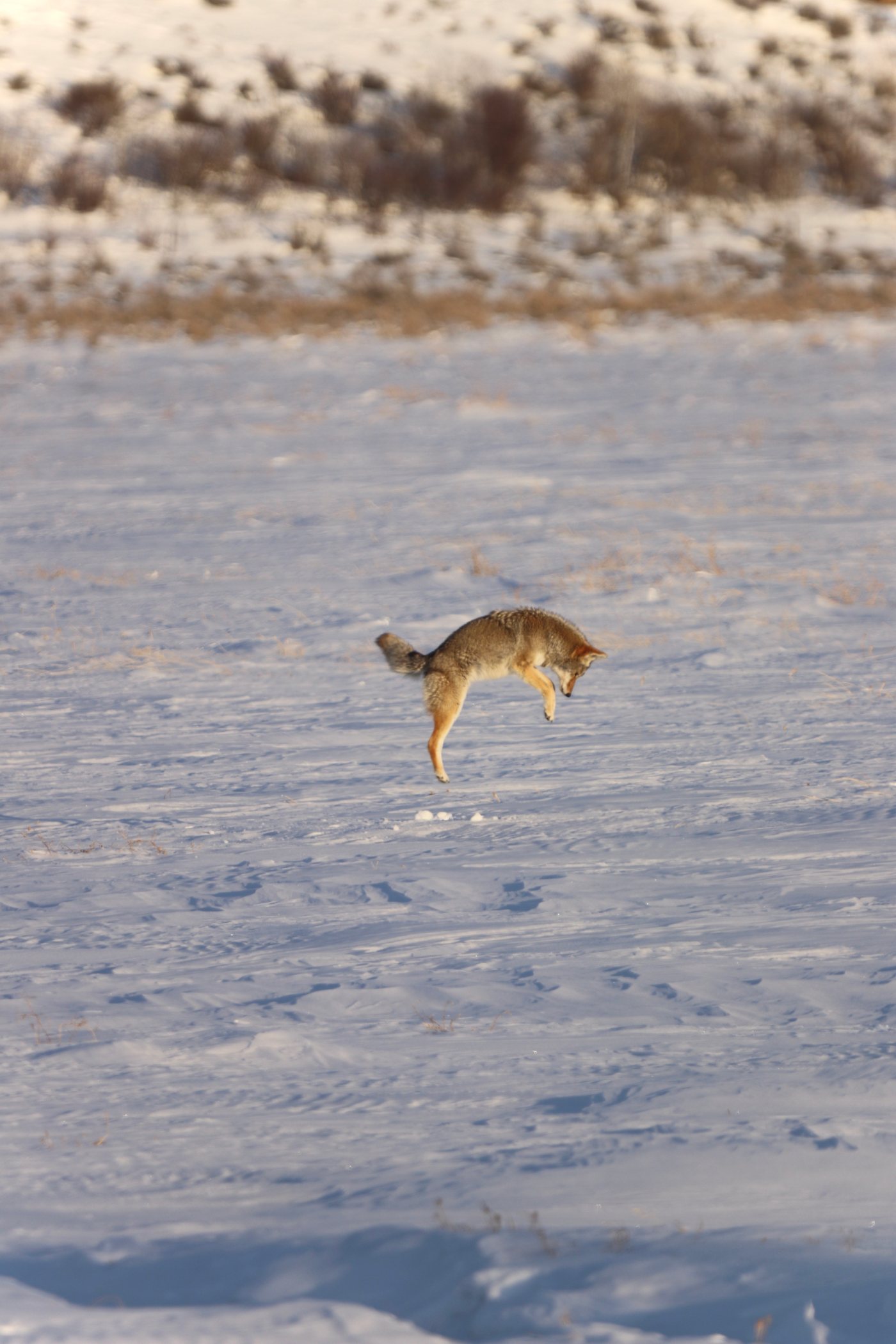 Coyotes 5 Coyote listening and preparing to pounce while hunting rodents