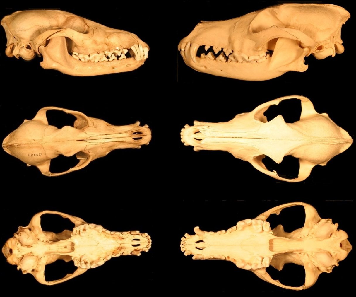 Coyotes 4 Two coyote skulls side by side showing the larger eastern skull