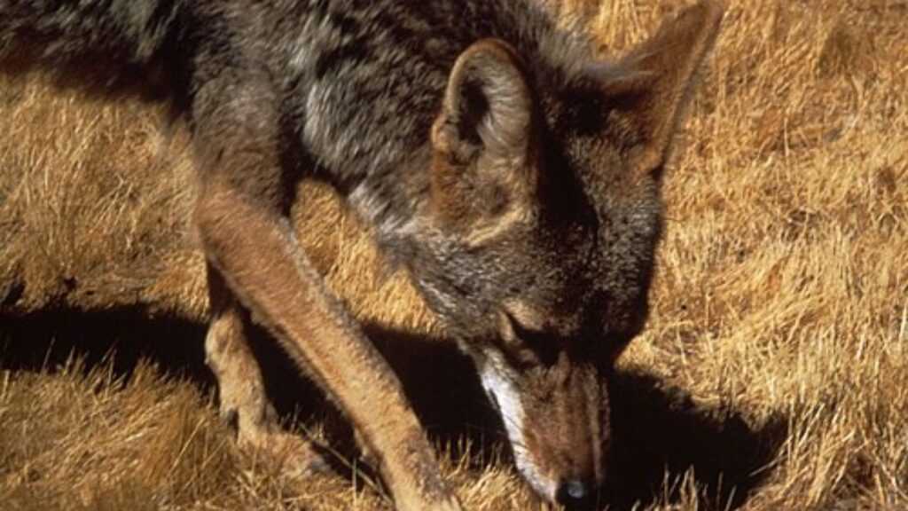 Coyote