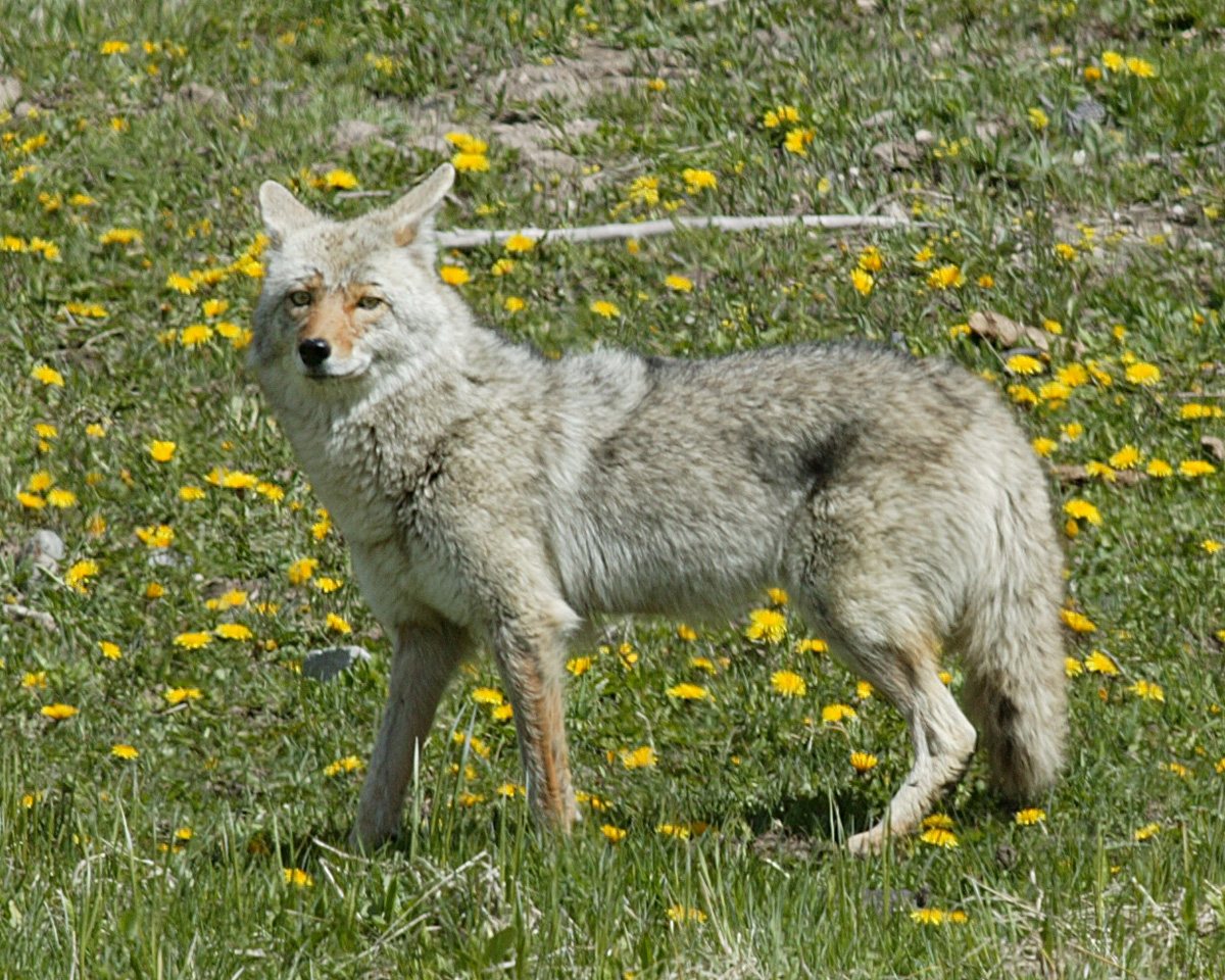 Coyotes 2 Coyote standing in grass in Yellowstone National Park, side view