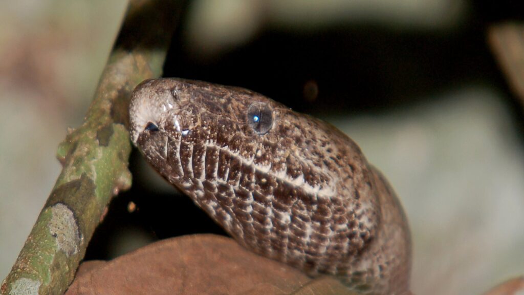 Puerto Rican boa
