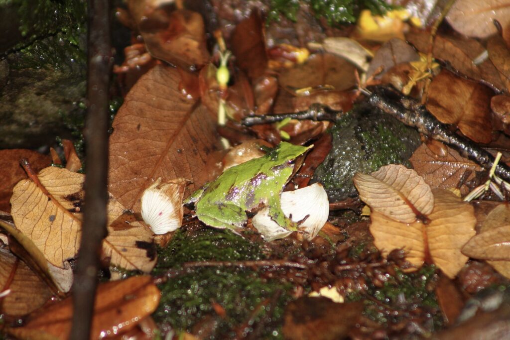 Darwin's Frog (Rhinoderma darwinii): The Frog That Raises Its Young in Its Mouth 19 Darwin's frog, an endangered species held in a conservation breeding programme