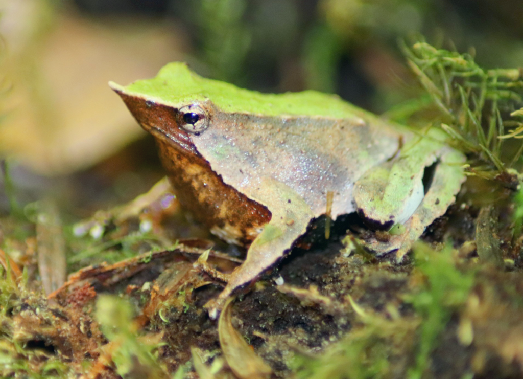 Darwin's Frog (Rhinoderma darwinii): The Frog That Raises Its Young in Its Mouth 14 Green colour morph of Darwin's frog resting on moss in southern Chilean temperate forest