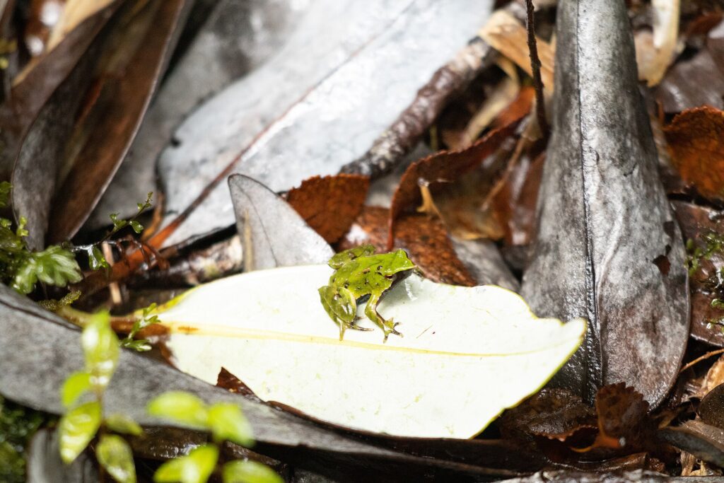 Darwin's frog (Rhinoderma darwinii) perched on a canelo leaf in Valdivian temperate rainforest on Chiloe, Chile