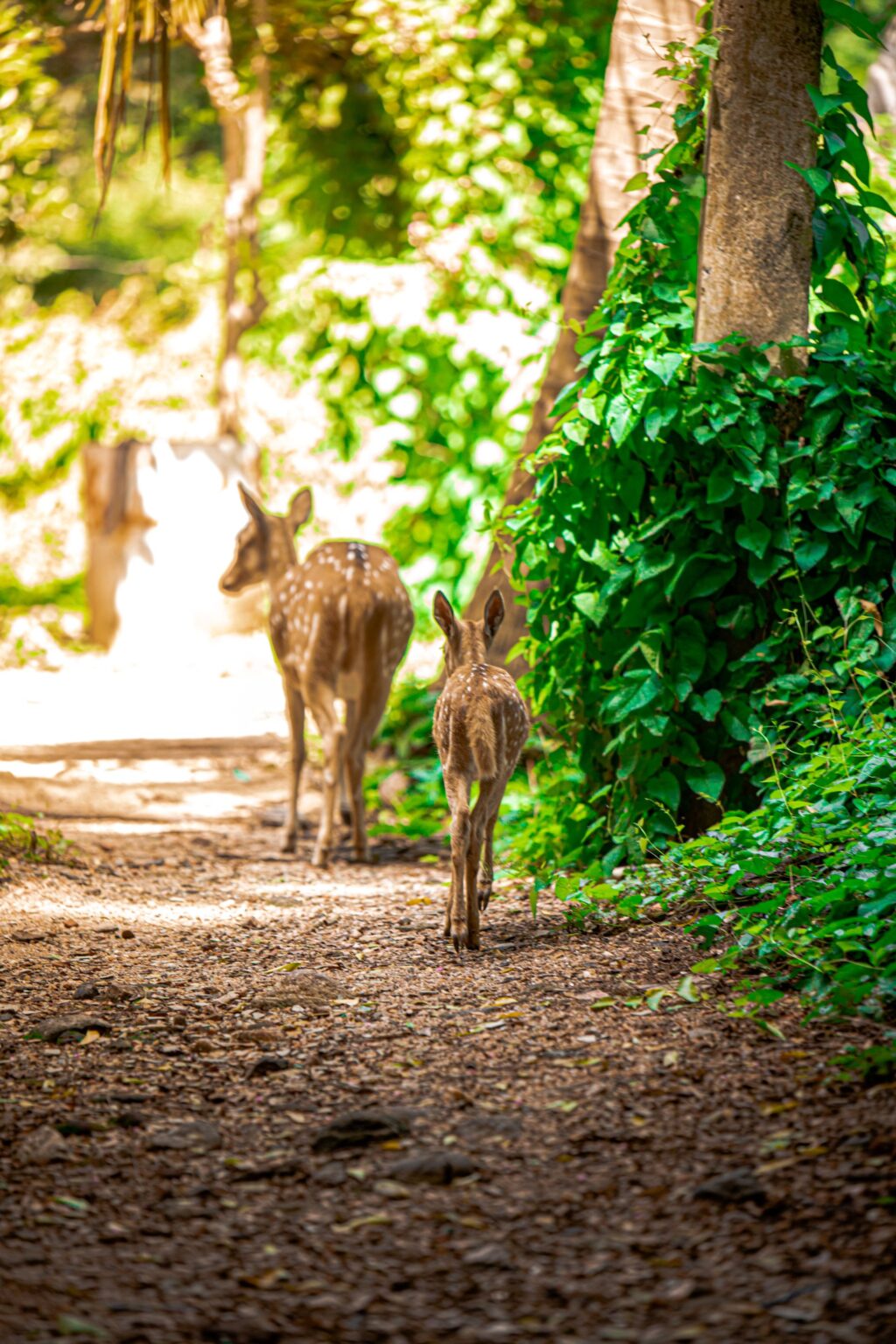 WILDLIFE LOVERS GIFTS 2 Two deer walking on a sunlit forest path in Sri Lanka