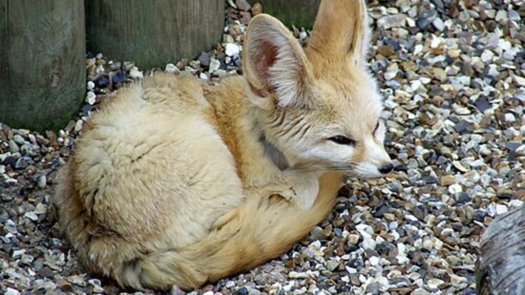 Fennec fox