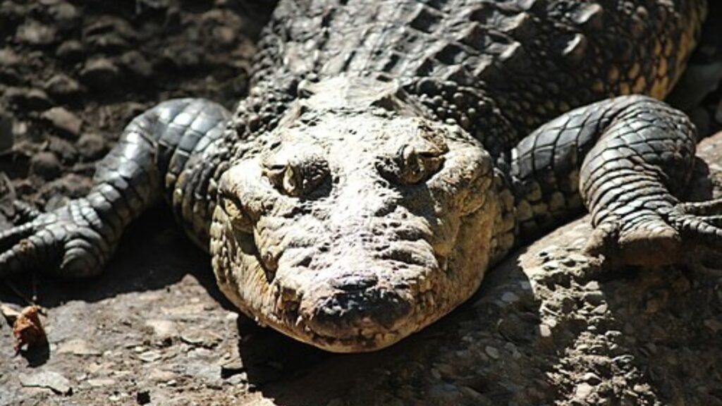 Alligator skin and scales