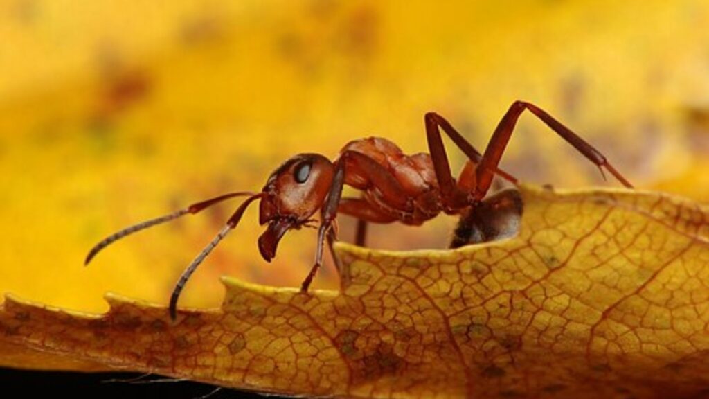 Do Ants Pee And Poop? 4 Ant close up
