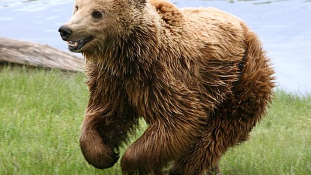 Grizzly bear