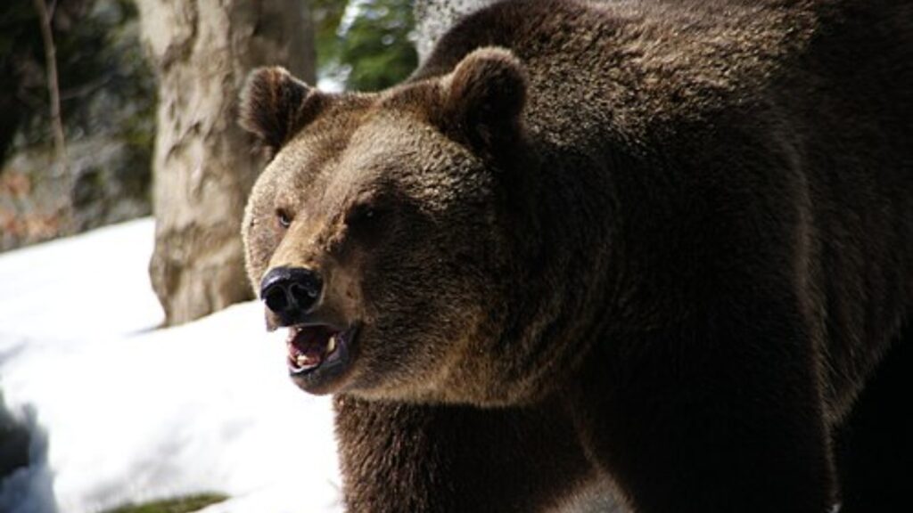Brown bear in a snowy forest