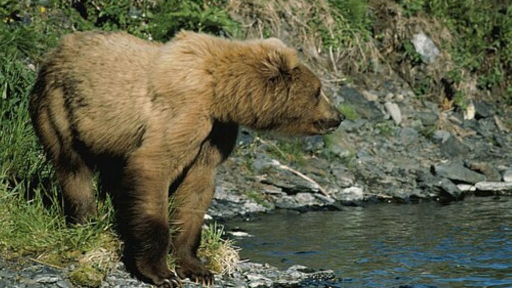 Do Bears Have Tails? 15 Brown bear standing