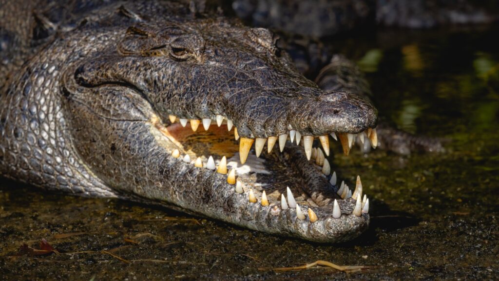 American crocodile resting with its mouth wide open, showing its teeth and the fleshy tongue on the floor of the mouth