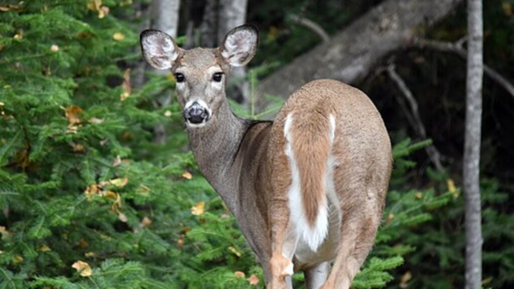 White tailed deer in the forest