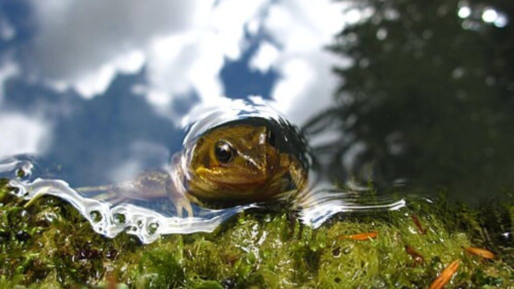 Frog in a pond