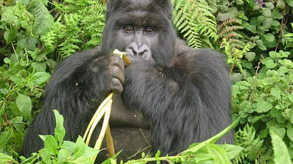 Gorilla eating