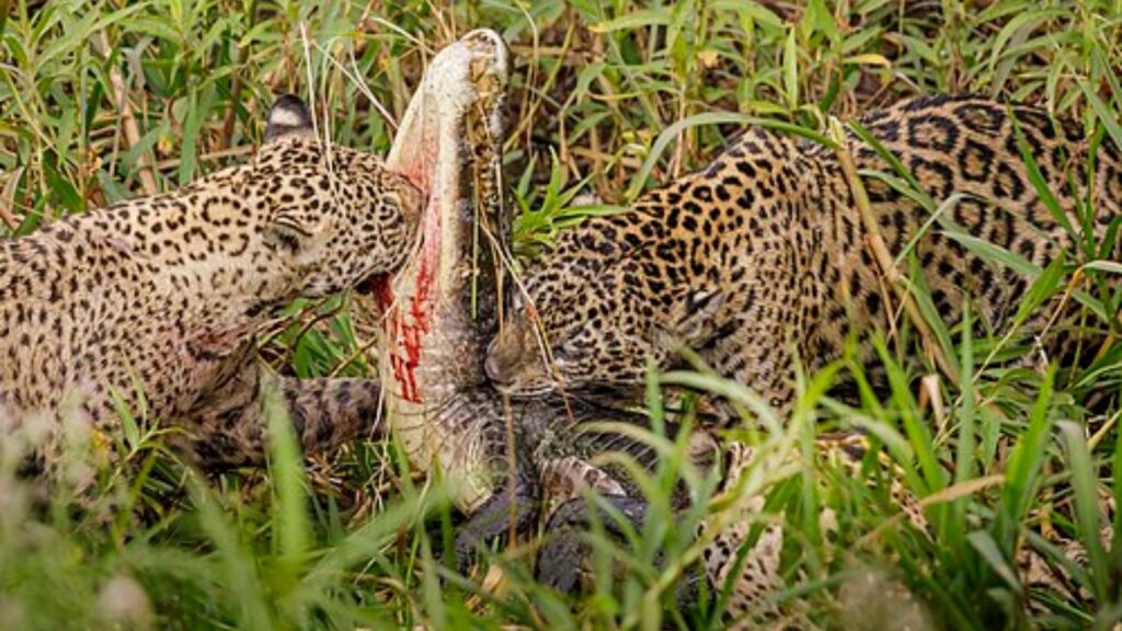 Jaguar with its prey