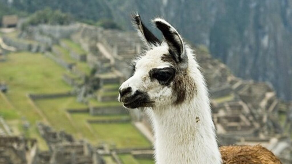 Llama