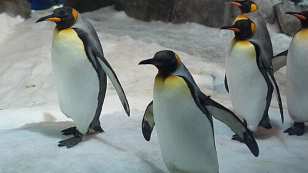 King penguins walking