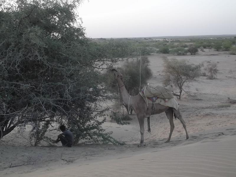 Single humped dromedary camel in the Thar desert, hump clearly visible in profile